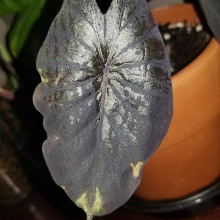 Plant image Colocasia esculenta 'Black Beauty'
