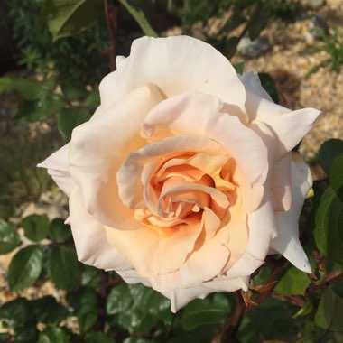Julian's garden