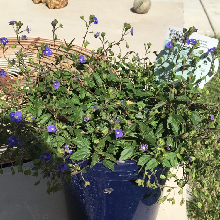 Plant image Veronica peduncularis 'Georgia Blue' syn. Veronica umbrosa 'Georgia Blue', Veronica peduncularis 'Oxford Blue'