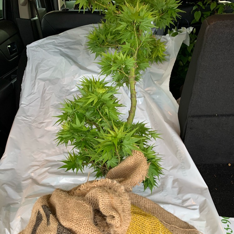 Plant image Acer Palmatum 'Mikawa Yatsubusa'