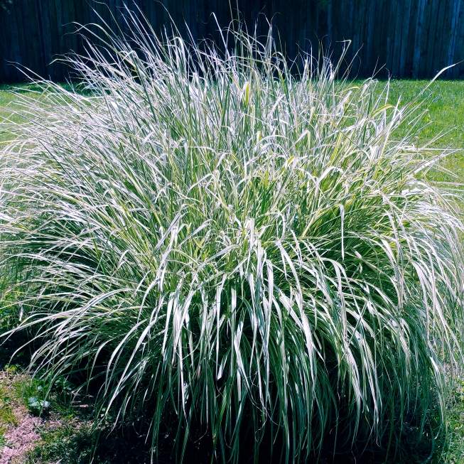 Plant image Pennisetum