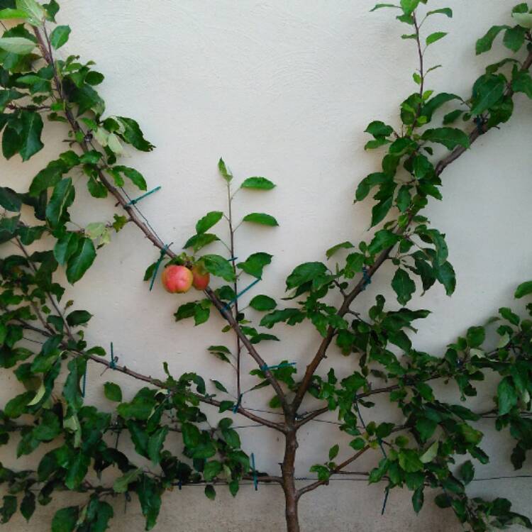 plant image 563039