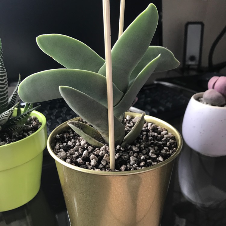 plant image 685266