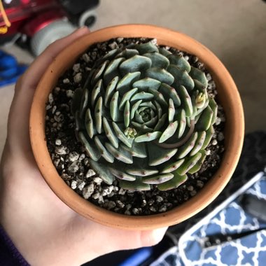 Echeveria Pinwheel