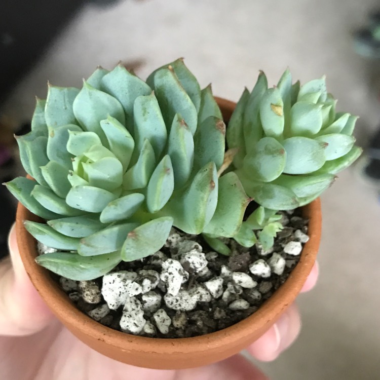 plant image 699224