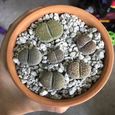 Lithops Salicola