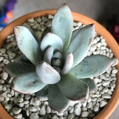 x Pachyveria Powder Puff