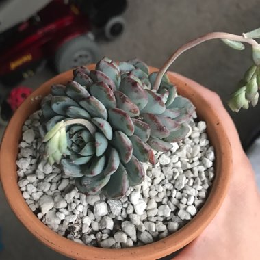 Echeveria Minima