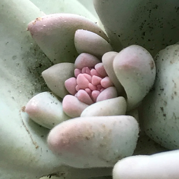 Plant image x Pachyveria Powder Puff
