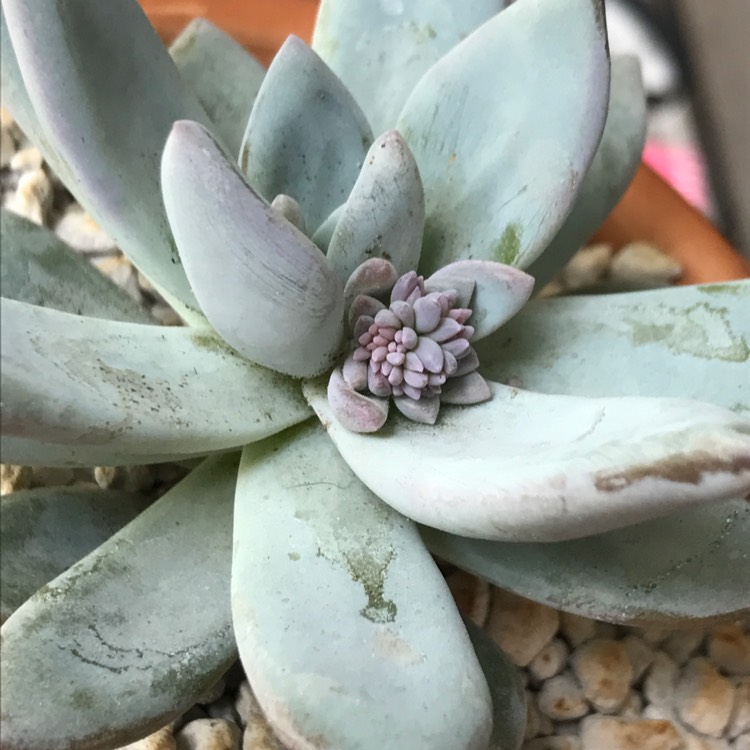 plant image 749485 plant image 749485