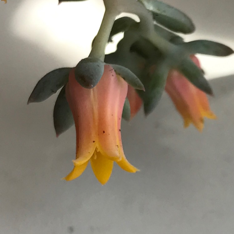 plant image 749542 plant image 749542