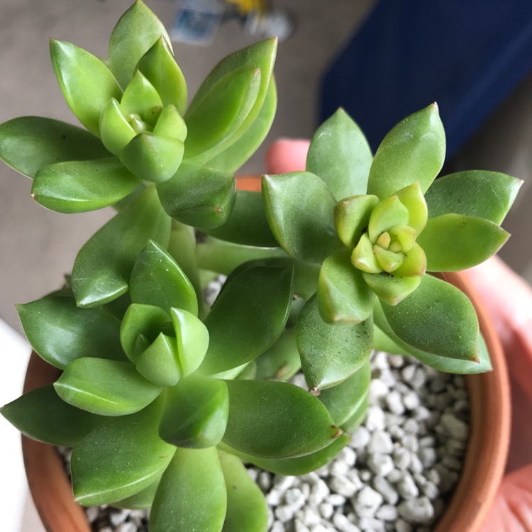 plant image 755955 plant image 755955