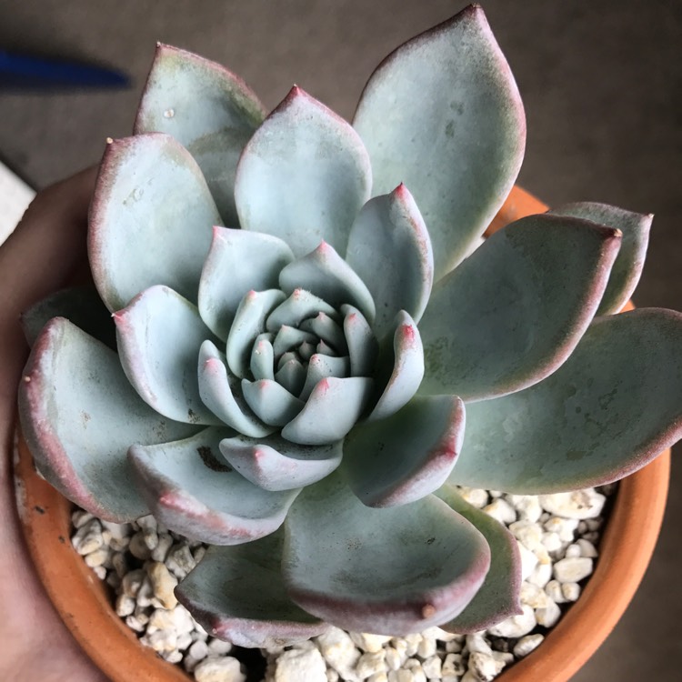 plant image 756554
