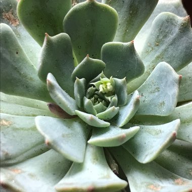 Echeveria Pinwheel