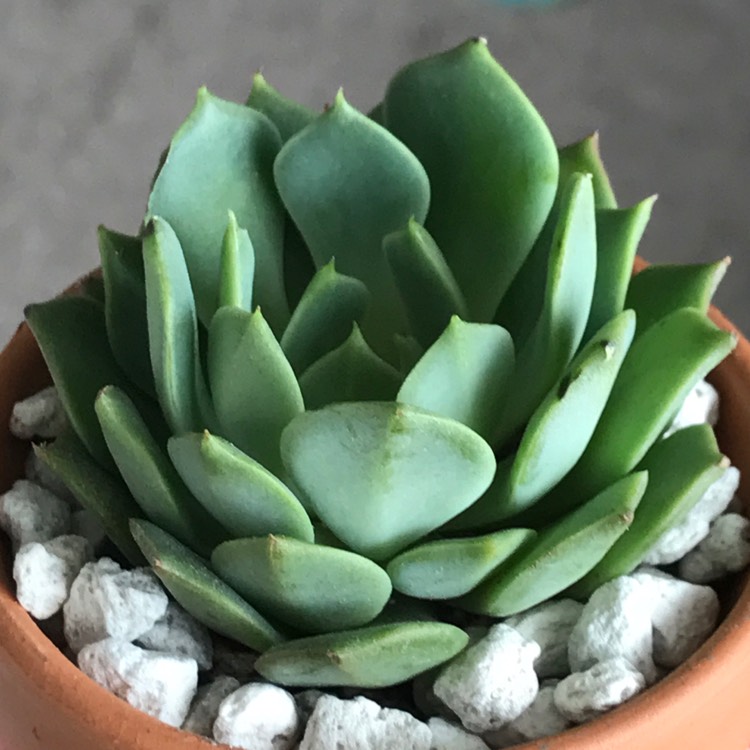 Plant image Echeveria Ramillete