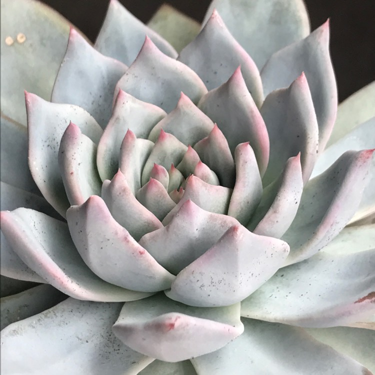 plant image 801042