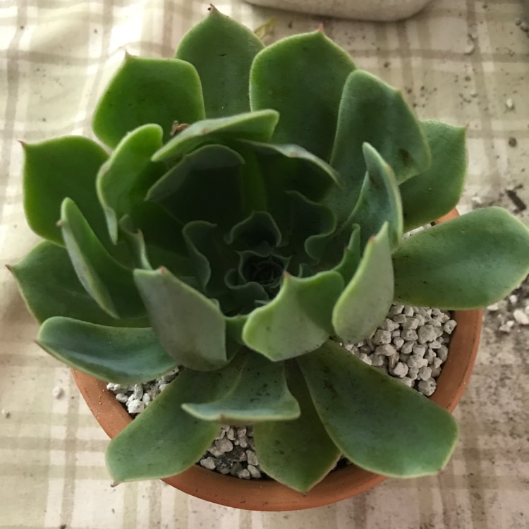 Plant image Echeveria Tsunami