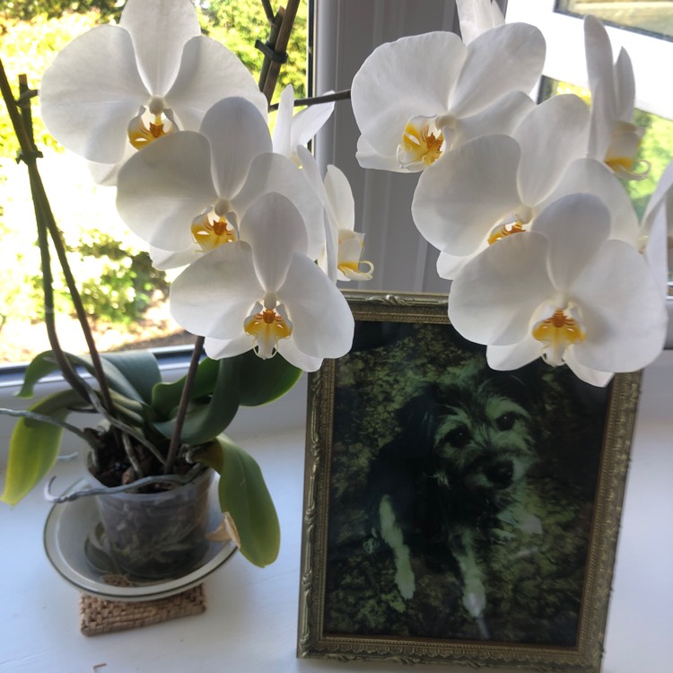 plant image 1474522