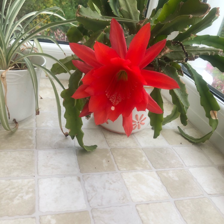 plant image 1491532