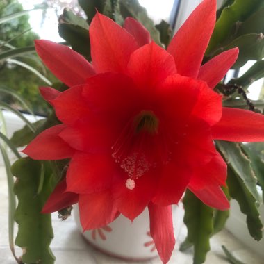 Epiphyllum