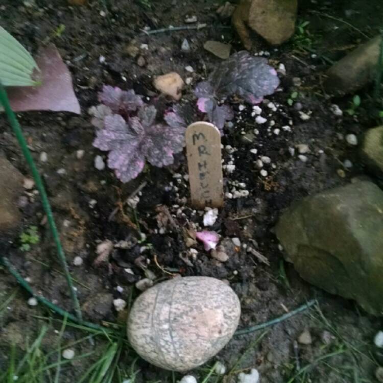 plant image 1064314