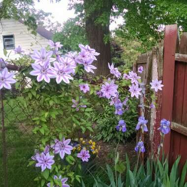 Jeannie's garden
