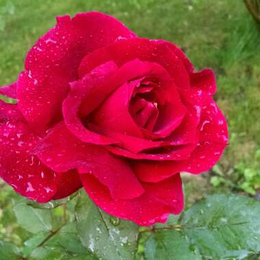 Jeannie's garden