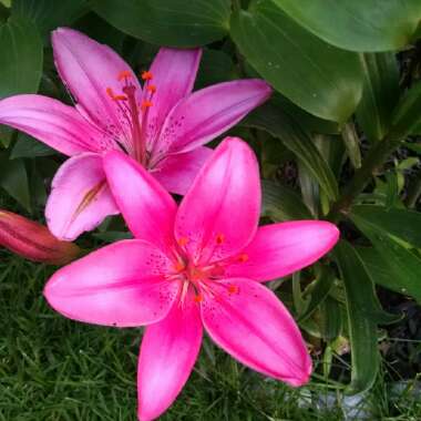 Jeannie's garden