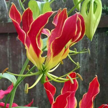 Flame Lily
