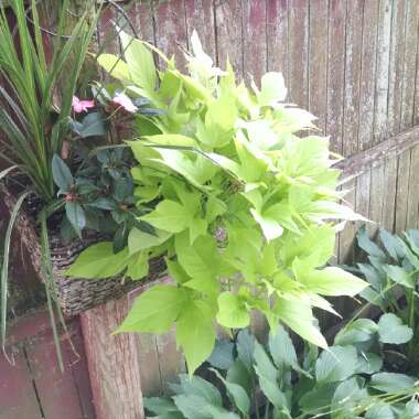 Jeannie's garden