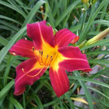 Daylily