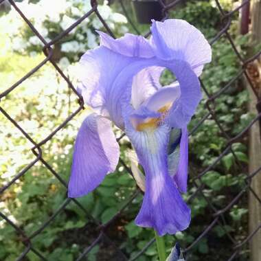 Iris x germanica 'Caribbean Dream'