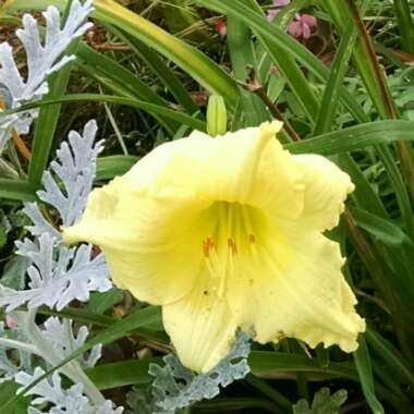 Hemerocallis