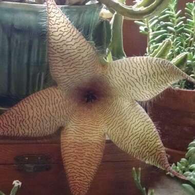 Stapelia gigantea