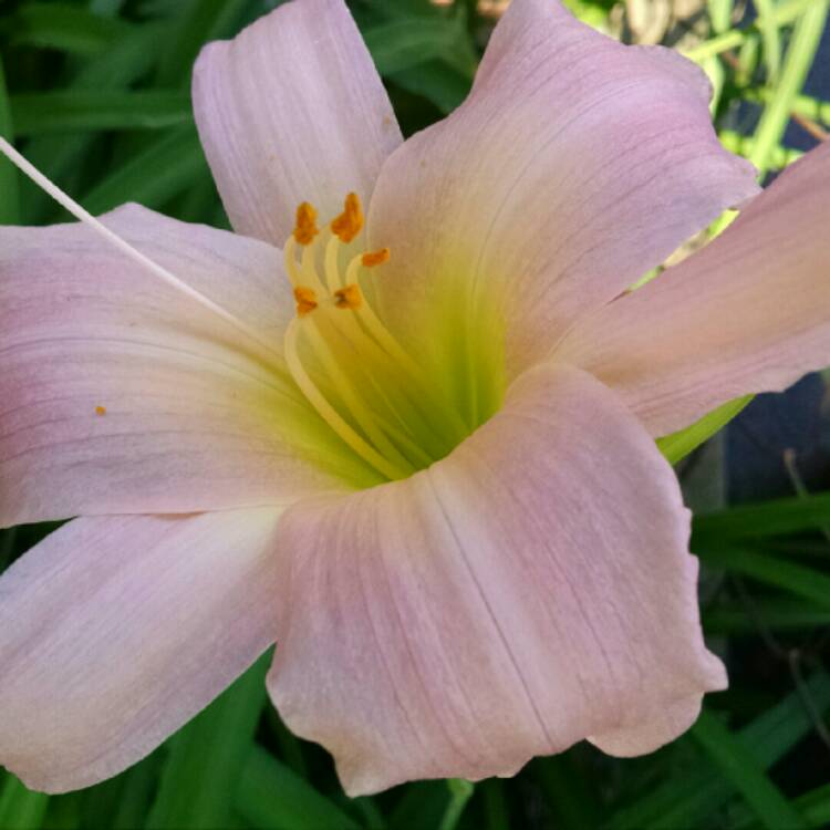 plant image 777466 plant image 777466