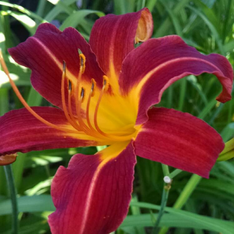 plant image 777471 plant image 777471