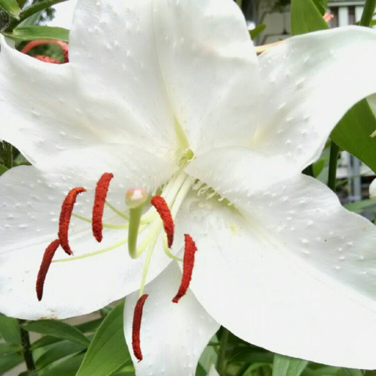 Plant image Lilium 'Casa Blanca'