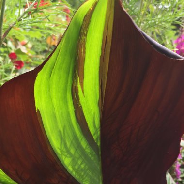 Canna 'Cleopatra' syn. Canna 'Yellow King Humbert', Canna 'Harlequin'