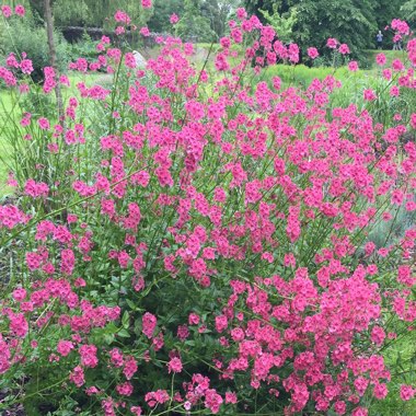 Diascia personata 'Hopleys'