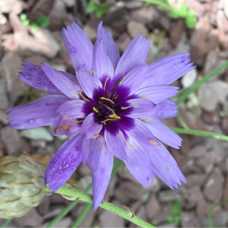 Plant image Catananche caerulea 'Major'