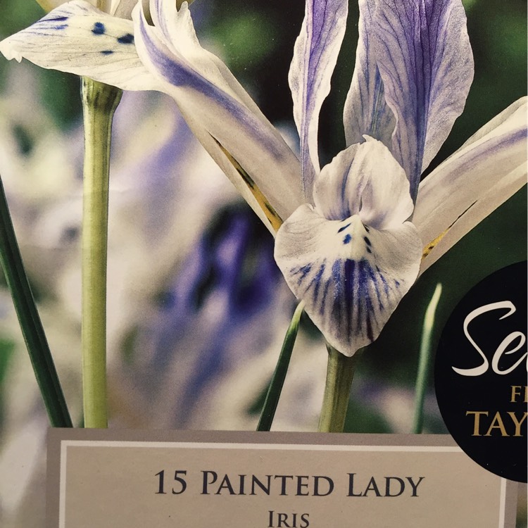 Plant image Iris 'Painted Lady' syn. Iris reticulata 'Painted Lady'