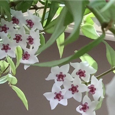 Hoya Bella
