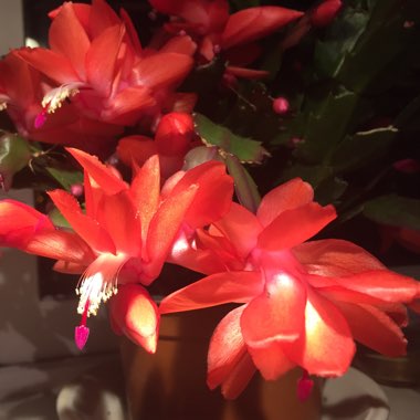 Schlumbergera truncata
