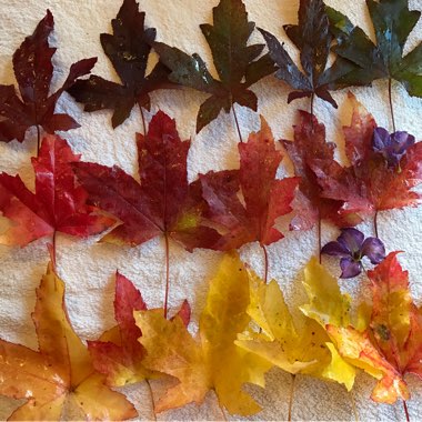 Liquidambar styraciflua