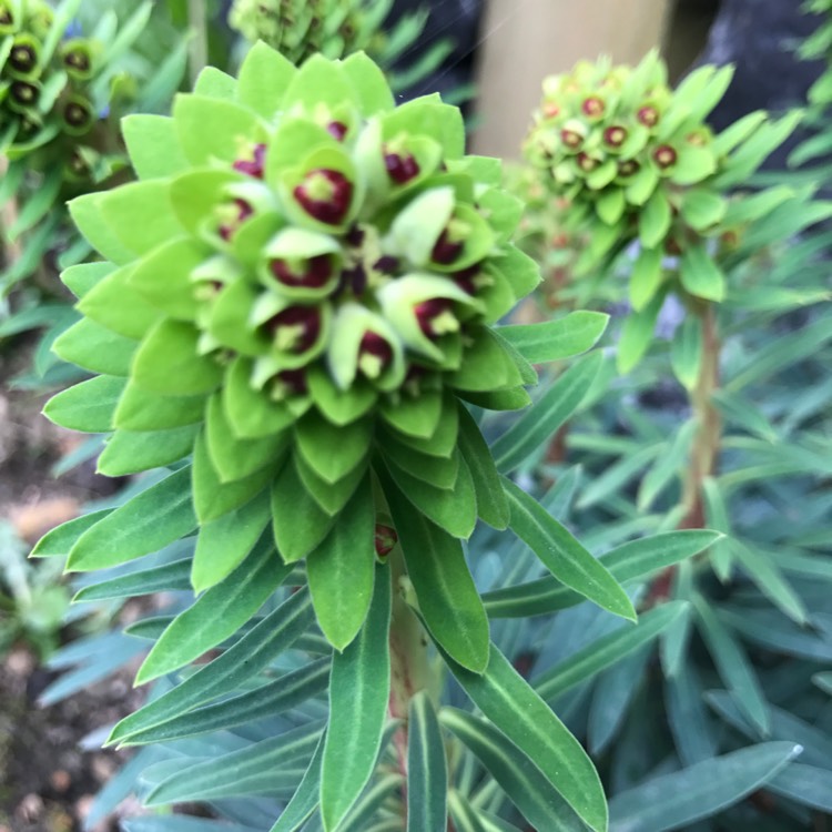 Plant image Euphorbia characias 'Black Pearl'