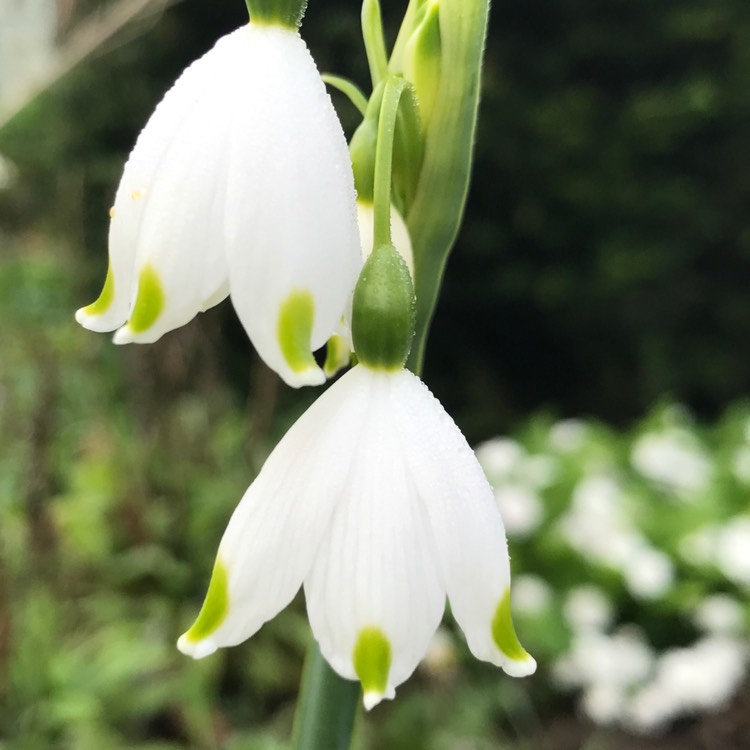 Plant image Leucojum aestivum 'Gravetye Giant'