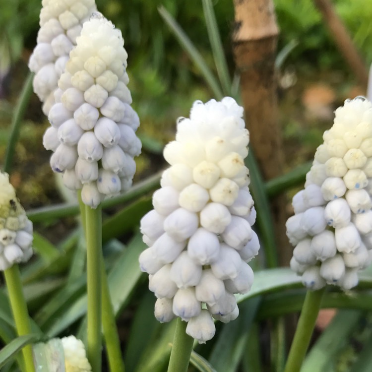 plant image 363592