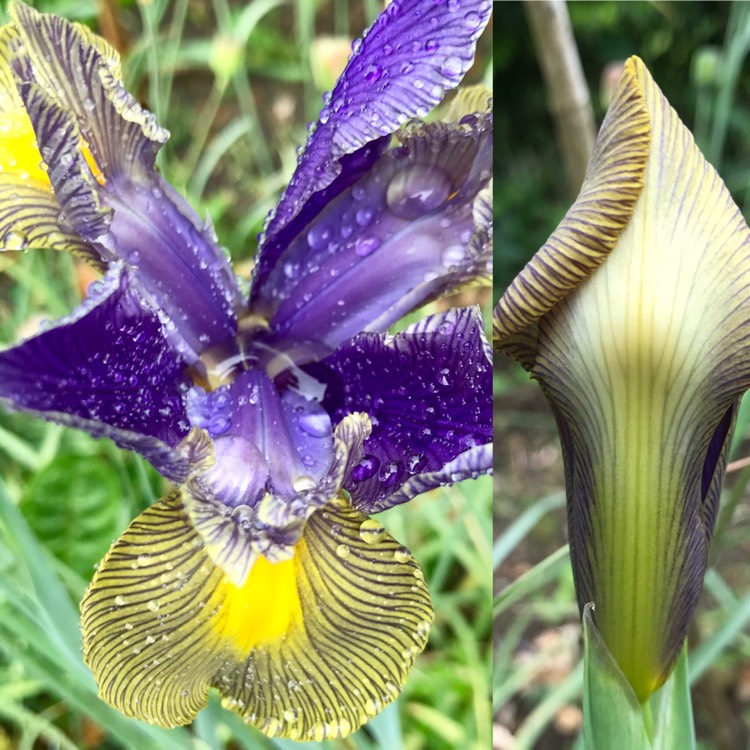 Plant image Iris x hollandica 'Gypsy Beauty'