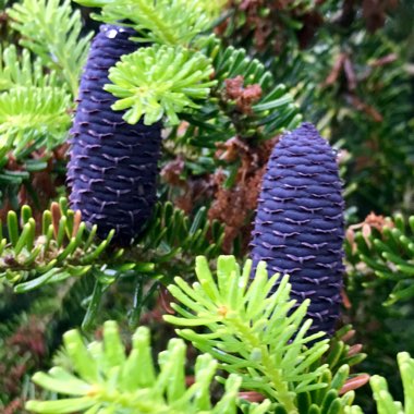 Abies koreana