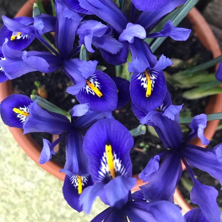 plant image 611078
